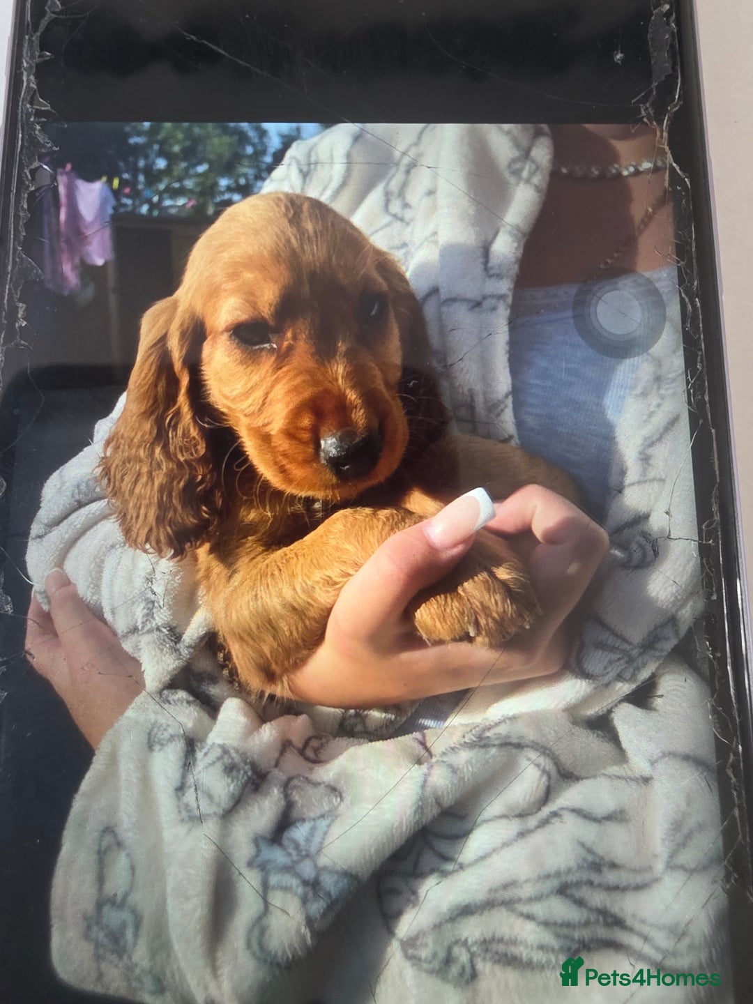 Cocker Spaniel dogs for sale: Cocker spaniel puppy's for sale  - Image 1