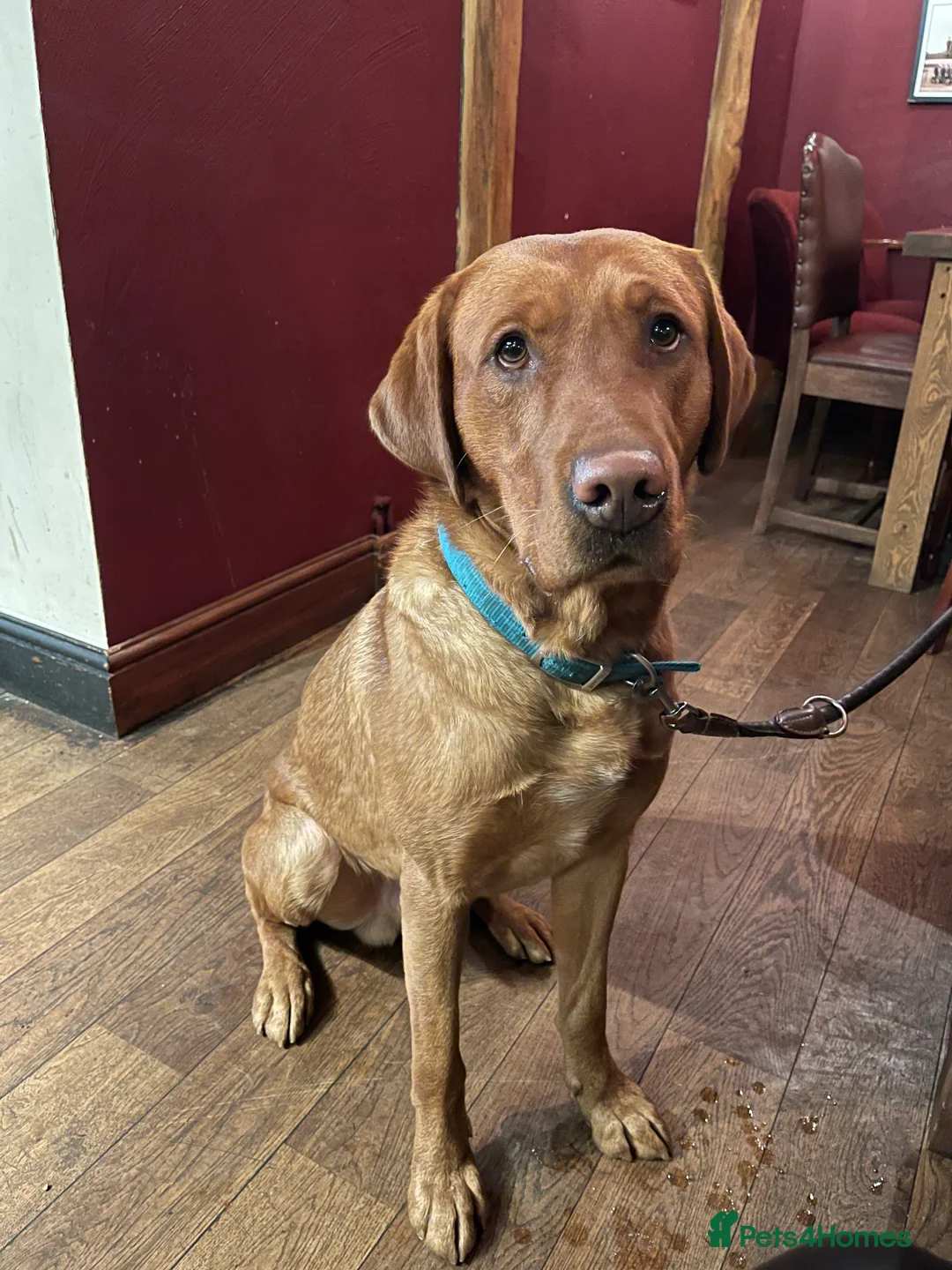 Labrador Retriever dogs for sale: Exceptional Quality KC Fox Red Labrador puppies - Advert 4