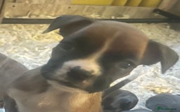 Boxer dogs for sale: Boxer puppy’s  - Image 12