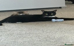 Mixed Breed cats for sale: 2 beautiful jet black kittens  - Image 6