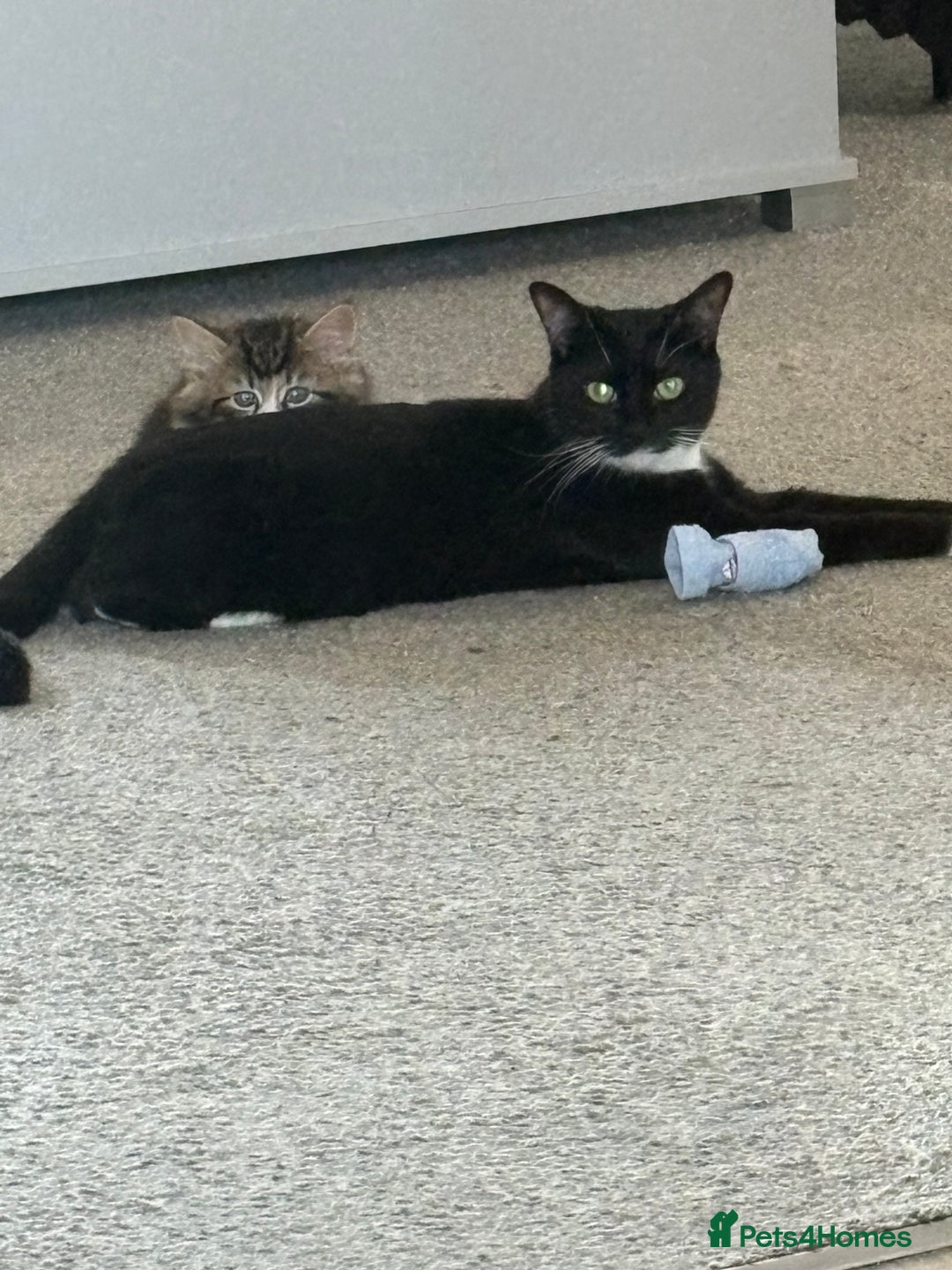 Mixed Breed cats for sale: 2 beautiful jet black kittens  - Image 6