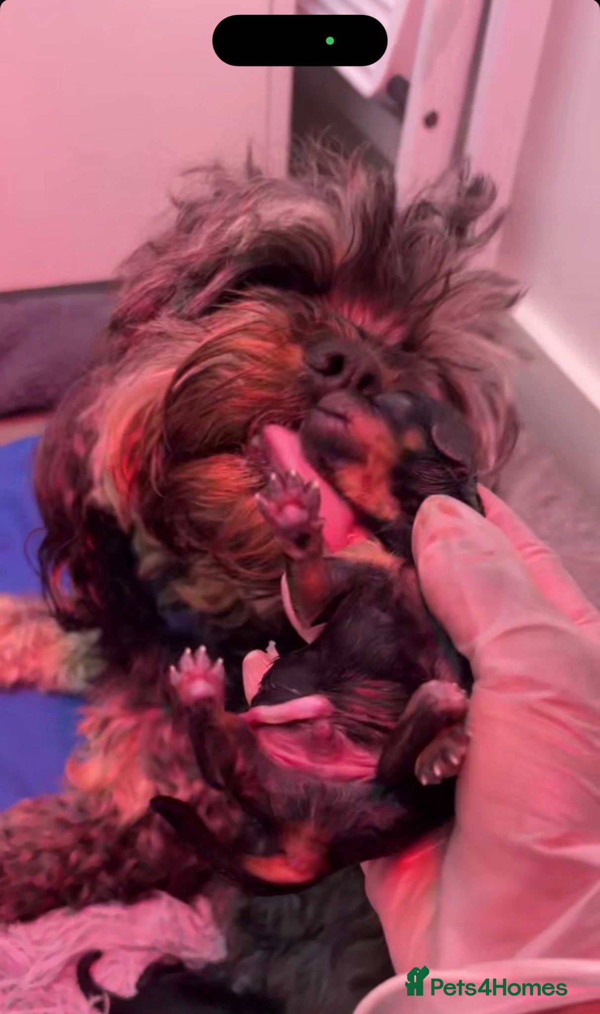 Cavapoo dogs Cavapoo Puppies Born 11 June 26 Reservations Open  - Advert 2