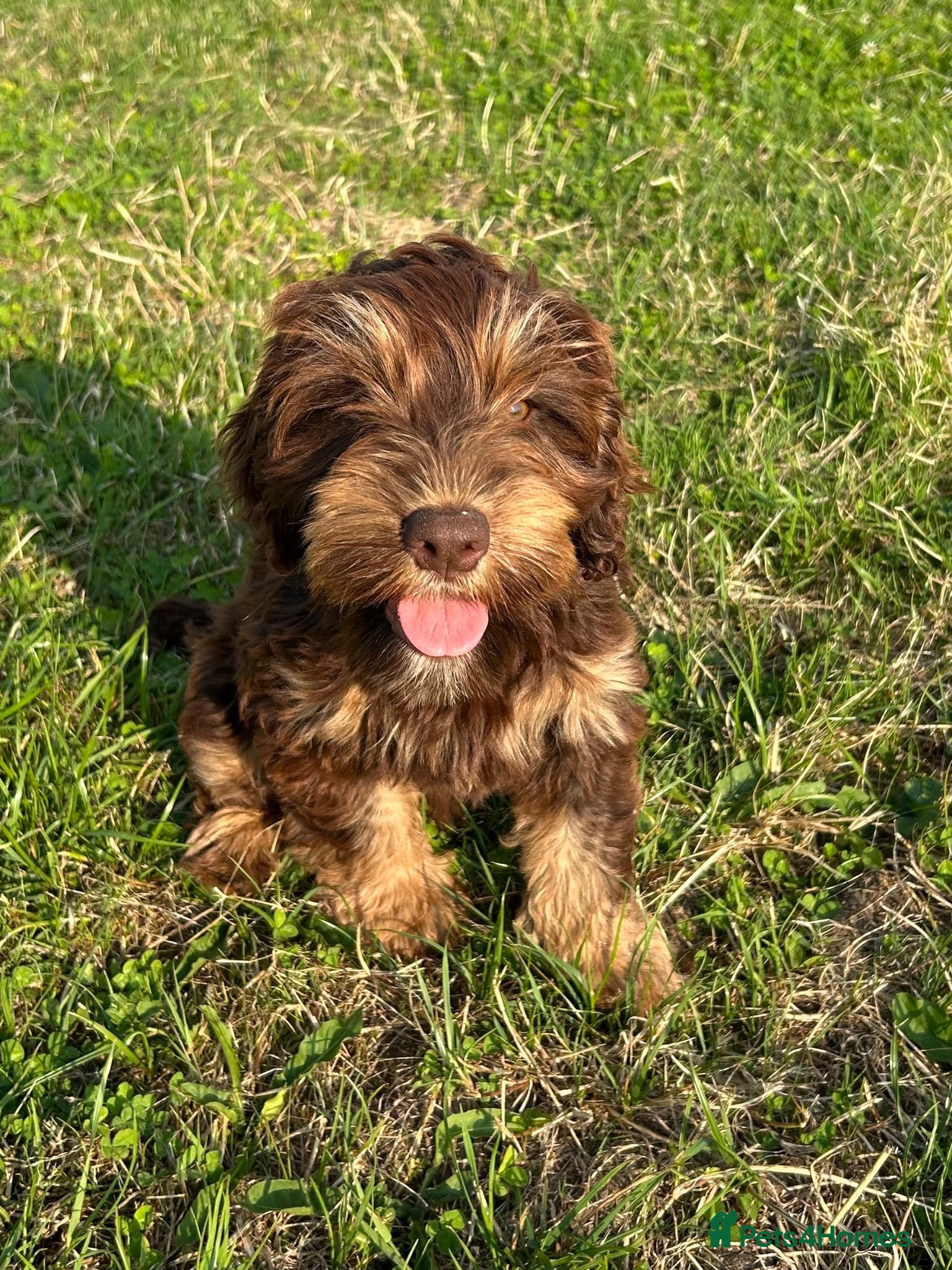 Mixed Breed dogs Mini Doodle pups ( like cockapoo’s ) - Advert 2