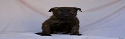 Mixed Breed dogs for sale: Dutch herder cross puppies - Advert 8