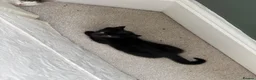 Mixed Breed cats for sale: Beautiful Black / Black & White Kittens  - Advert 6