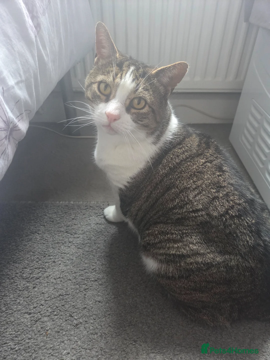 Mixed Breed cats for sale: Koda pops - Advert 2