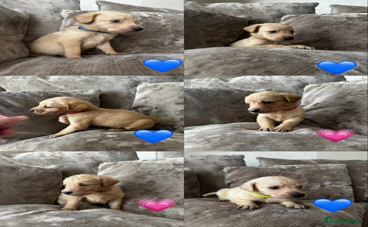 Mixed Breed dogs - Advert 9