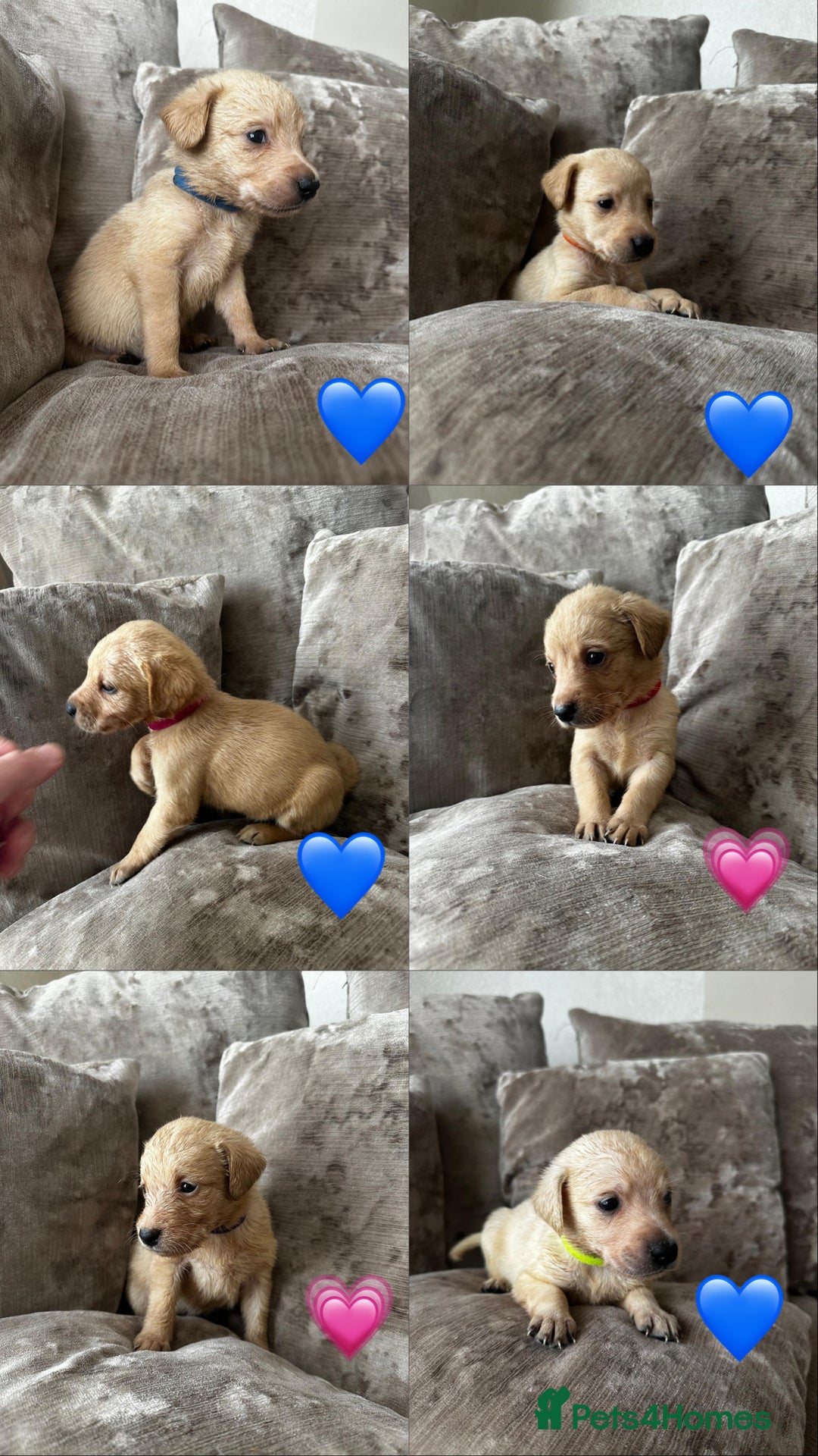 Mixed Breed dogs for sale: Beautiful litter of golden labradoodles - Image 3