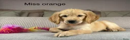 Goldendoodle dogs for sale: BEAUTIFUL HEALTHY LOVING PUPPIES  - Advert 11