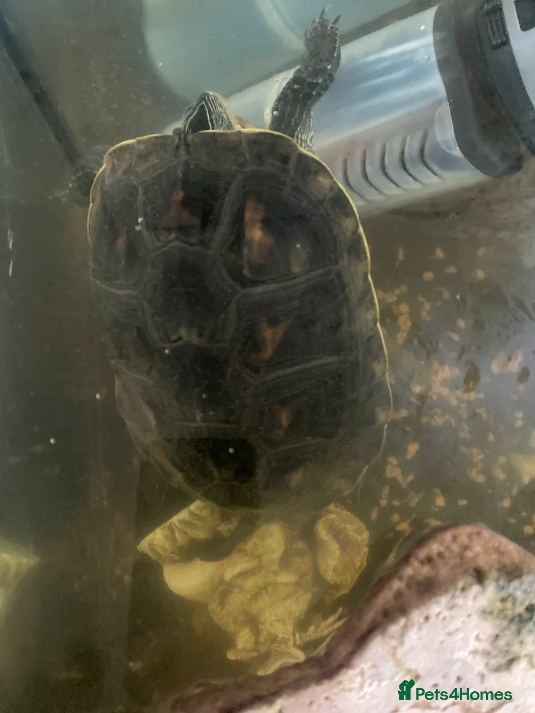 Turtle reptiles for sale: 2x Chinese necked turtles  in Solihull - Advert 2