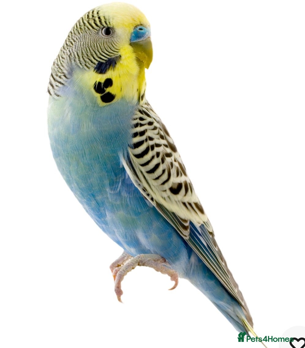 Budgerigars birds Hand reared budgie wanted . - Advert 1