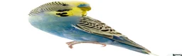 Budgerigars birds for sale: Hand reared budgie wanted . - Advert 1