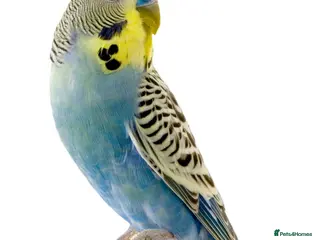 Budgerigars birds Hand reared budgie wanted . - Advert 1