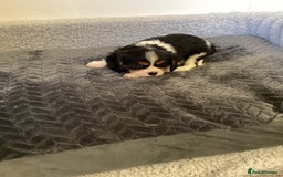 Cavalier King Charles Spaniel dogs for sale: Cavalier King Charles puppies  - Image 7