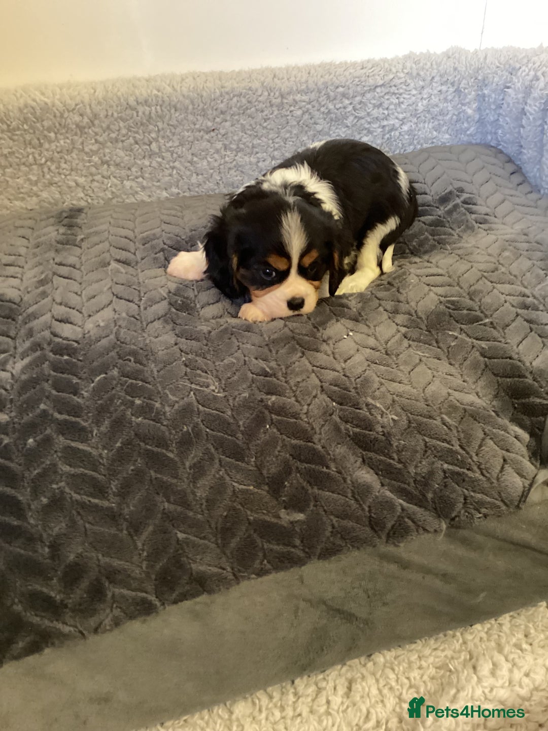 Cavalier King Charles Spaniel dogs for sale: Cavalier King Charles puppies  - Image 7