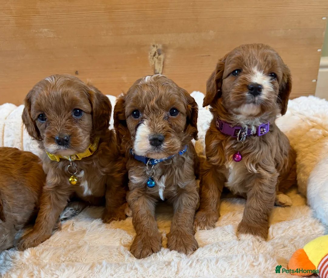 Cavapoo dogs for sale: Dark Red F1 Cavapoo Puppies  - Advert 1