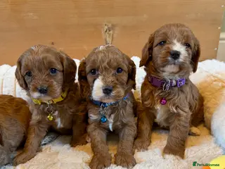Cavapoo dogs Dark Red F1 Cavapoo Puppies - Advert 1