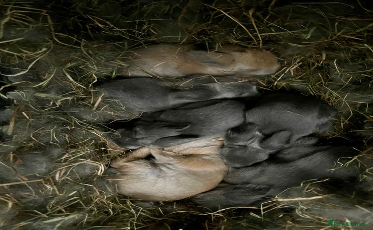 Lionhead rabbits - Advert 17