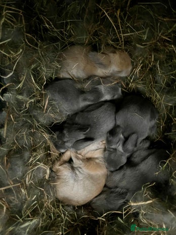 Lionhead rabbits - Advert 17