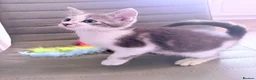 Mixed Breed cats for sale: Stunning BSH cross, Ready Now in Doncaster - Advert 6