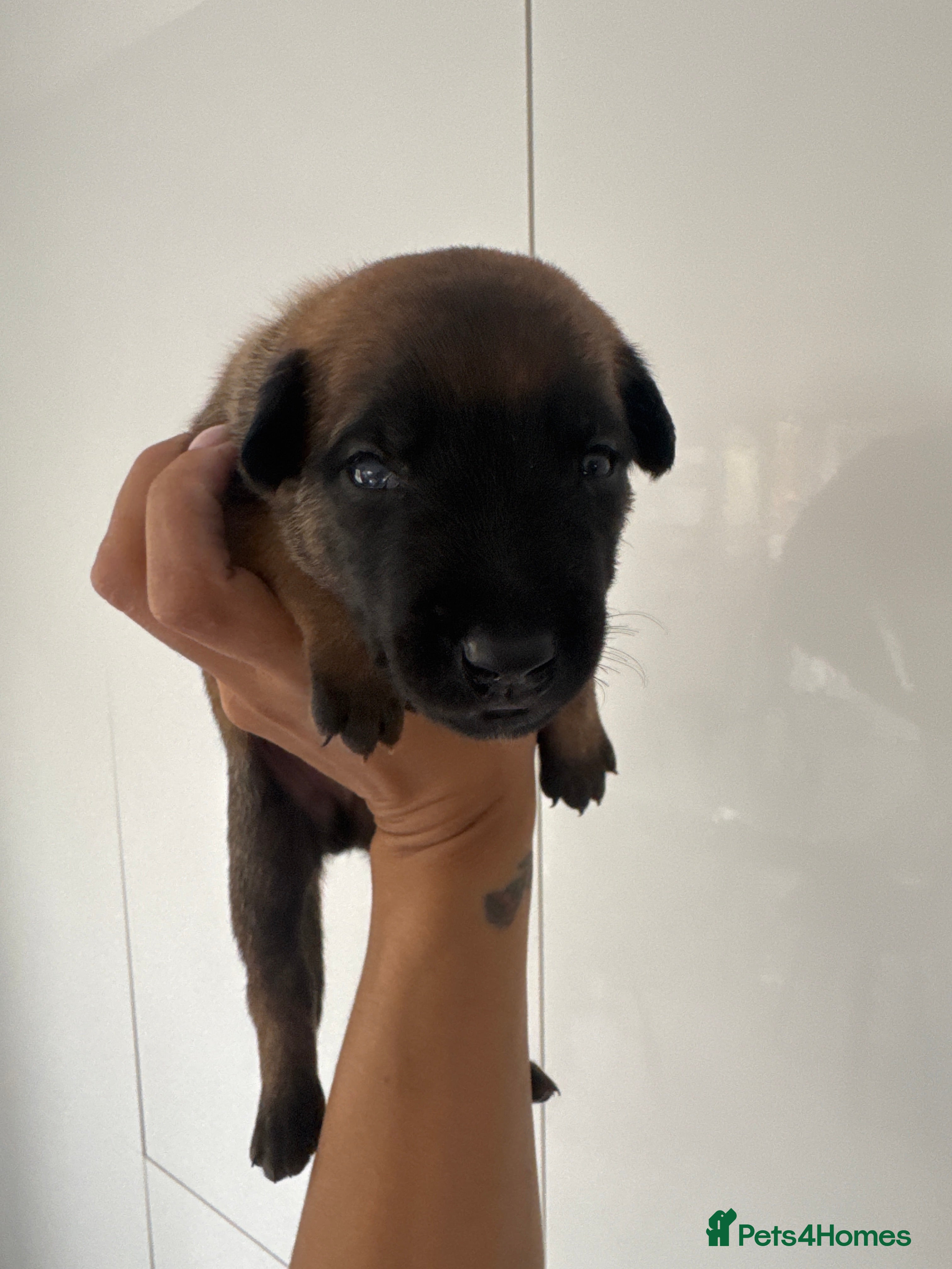 Belgian Shepherd Dog Puppy 2