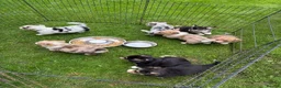 Welsh Corgi Cardigan dogs for sale: 🐶 3 pups left 🐶 Cardigan Corgi puppies 🐾 - Advert 7