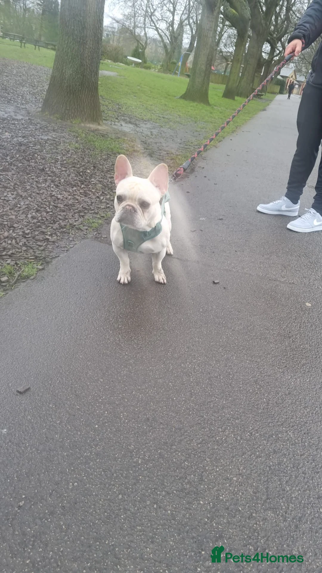 French Bulldog dogs for sale: French Bulldog in Huddersfield - Advert 6