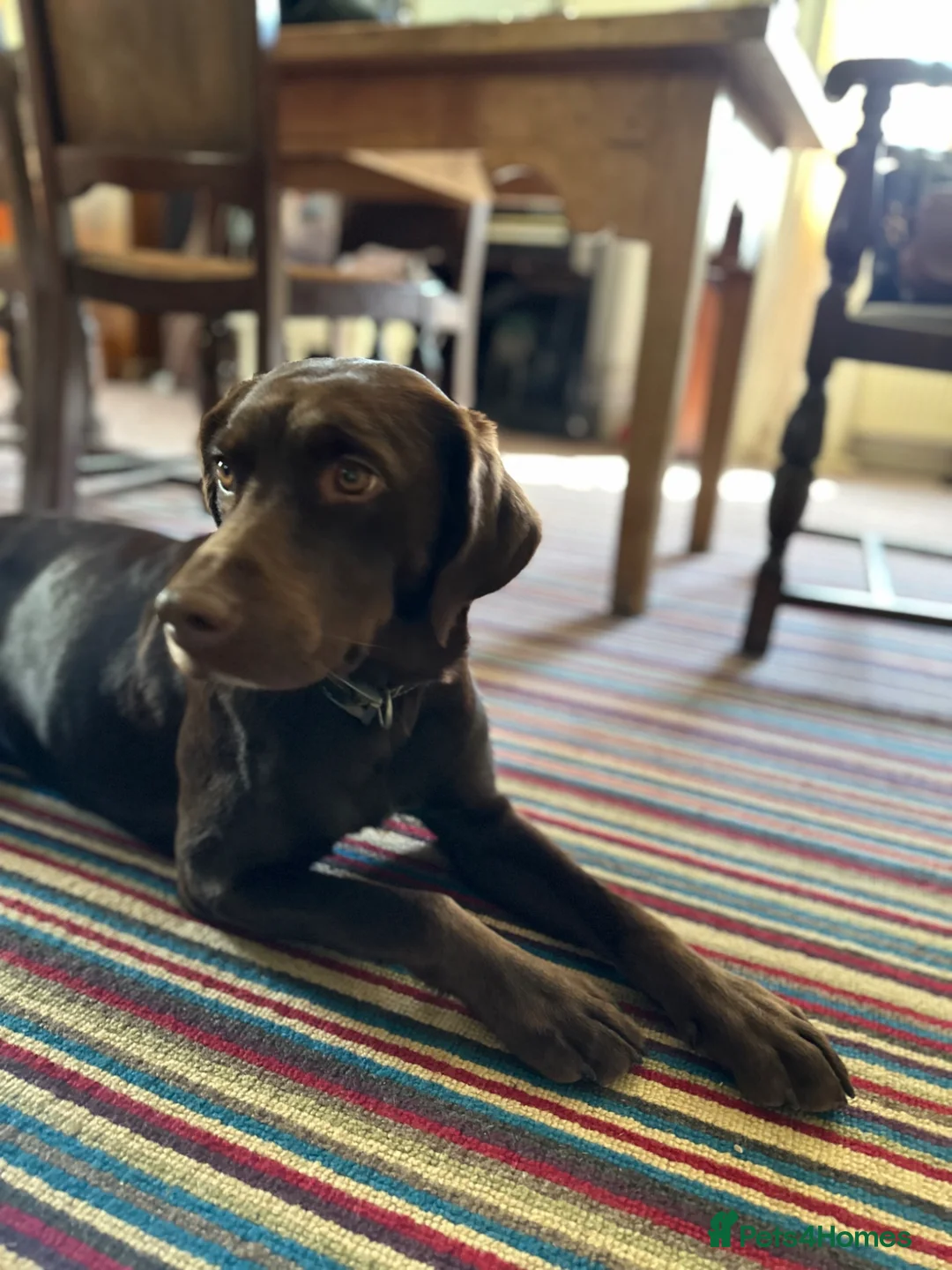 Mixed Breed dogs for sale: Labrador Spring crossed pups in Exeter - Advert 2