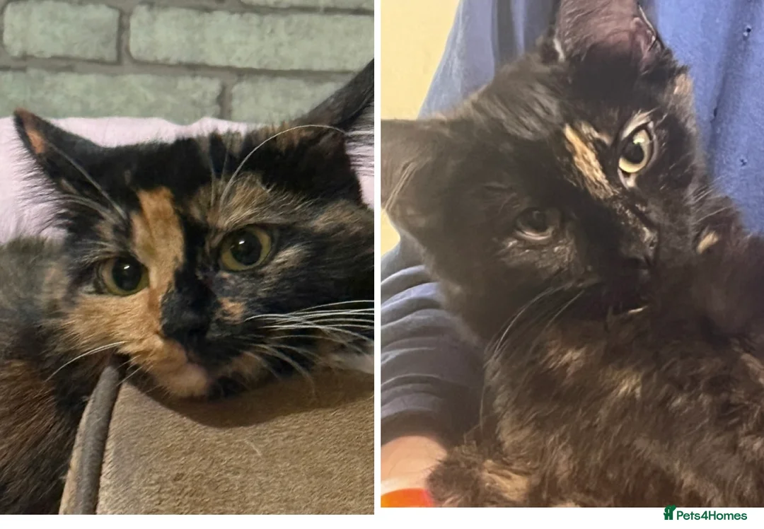 Mixed Breed cats for sale: Mum and daughter - Advert 1