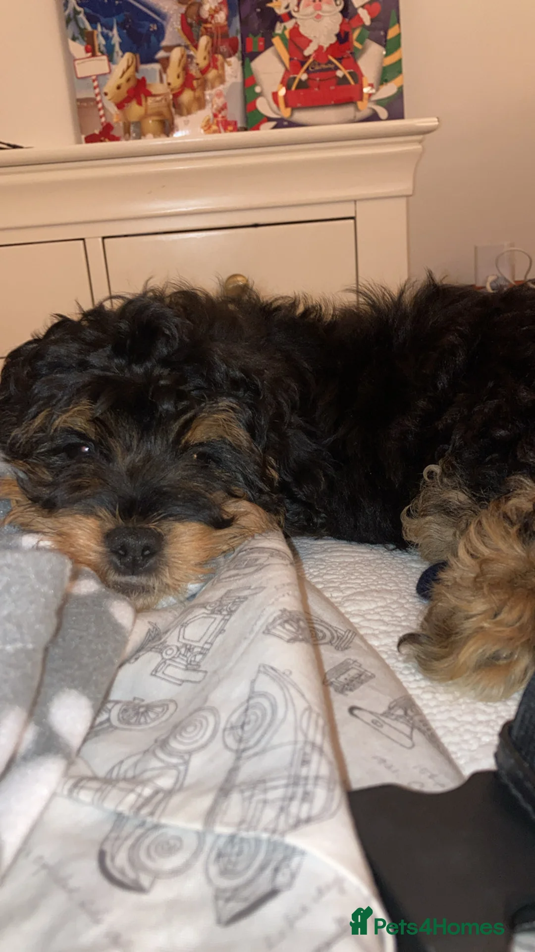 Shihpoo dogs for sale: Chilli The Shihpoo  - Advert 8