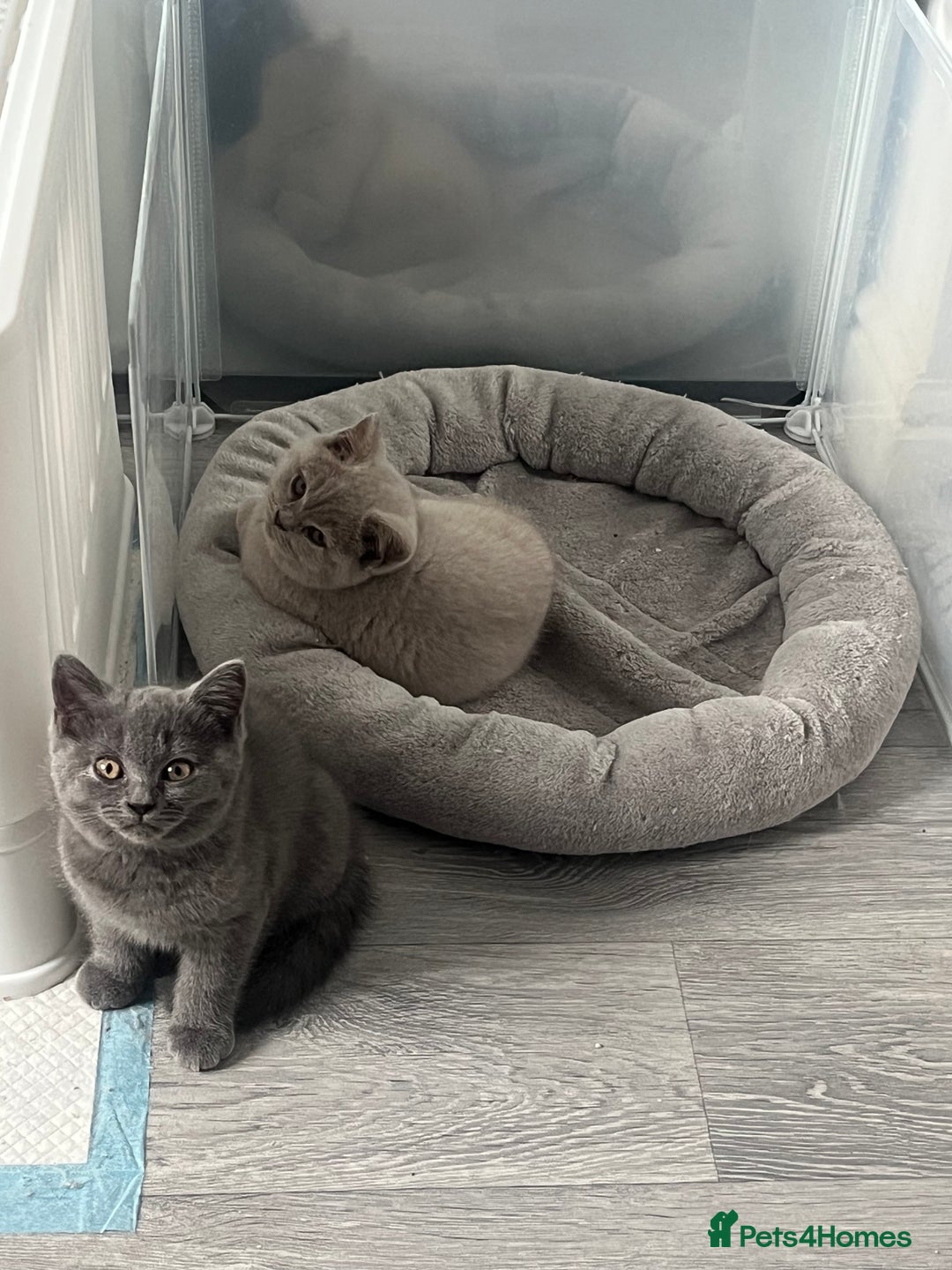 British Shorthair cats for sale: British Shorthair 1 GIRL LEFT GREY  - Advert 2