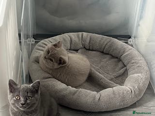 British Shorthair cats British Shorthair 1 British Shorthair Girl ☺️😻🧡 - Advert 12