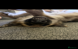 German Shepherd dogs for sale: URGENT home needed for my dogs - Image 12