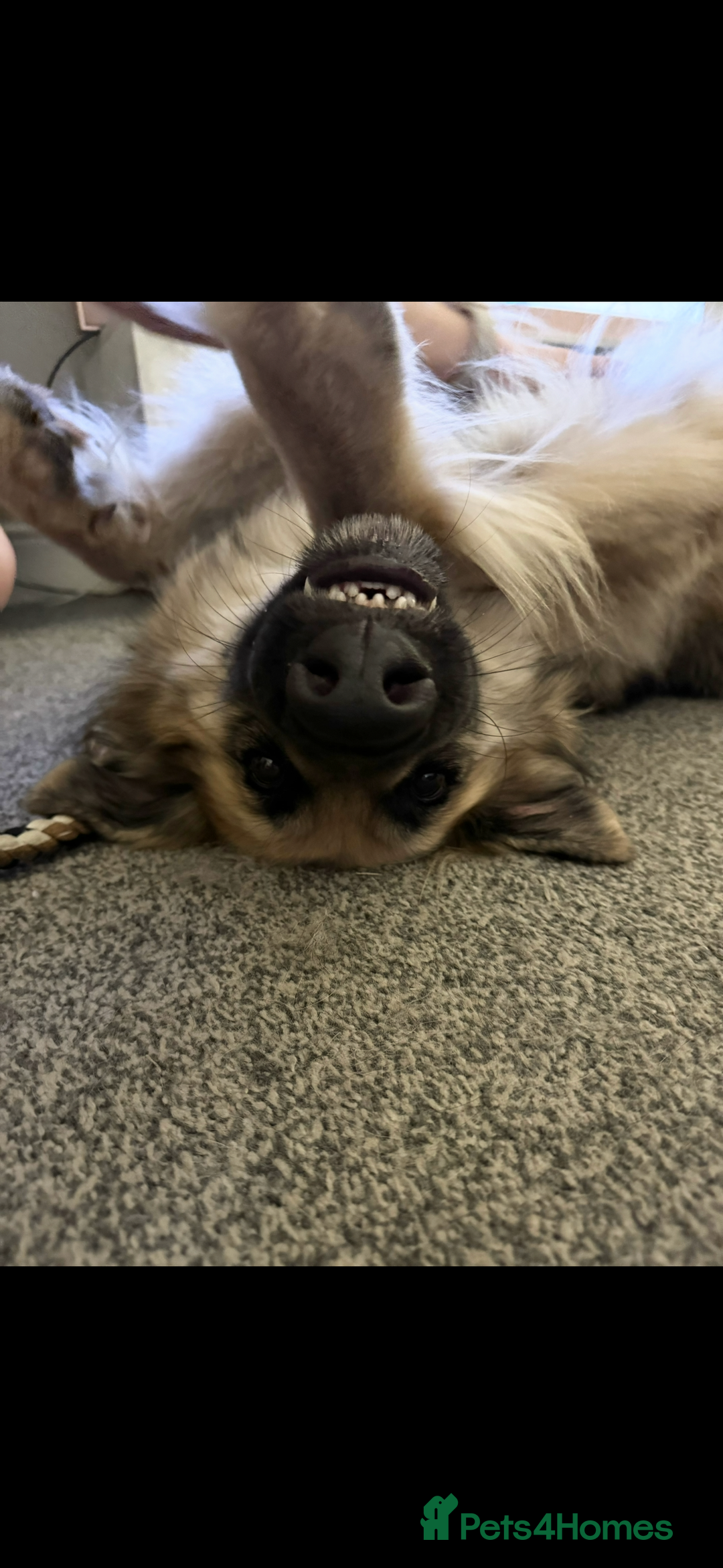 German Shepherd dogs for sale: URGENT home needed for my dogs - Image 12