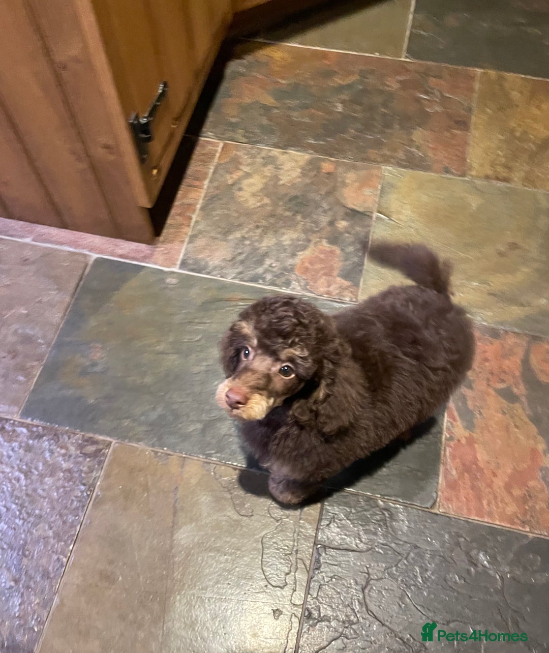 Toy Poodle dogs for sale: KC TOY POODLE CHOCOLATE/TAN - Advert 4