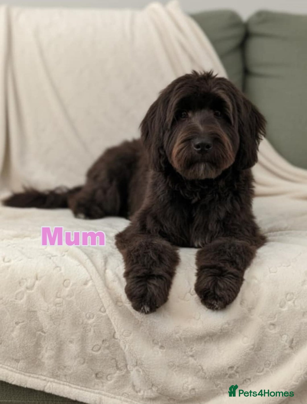 Mixed Breed dogs for sale: Miniature Mountain Australian Bernedoodles  - Advert 6