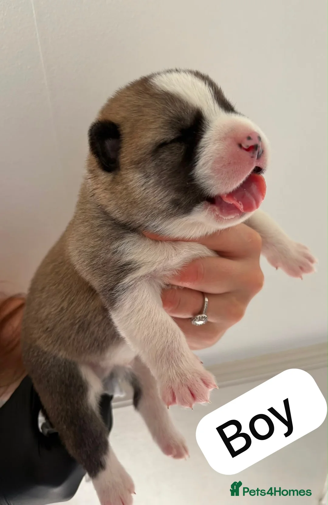 Huskita dogs for sale: Huskita  - Advert 6