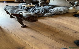 French Bulldog dogs for sale: Looking to Rehome My 2 French Bulldogs - Image 10