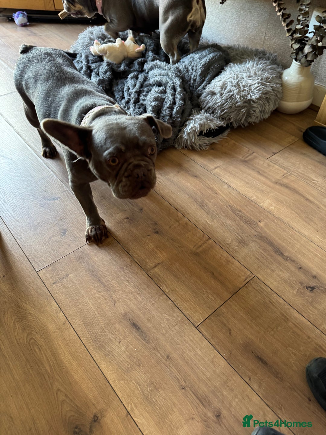 French Bulldog dogs for sale: Looking to Rehome My 2 French Bulldogs - Image 10