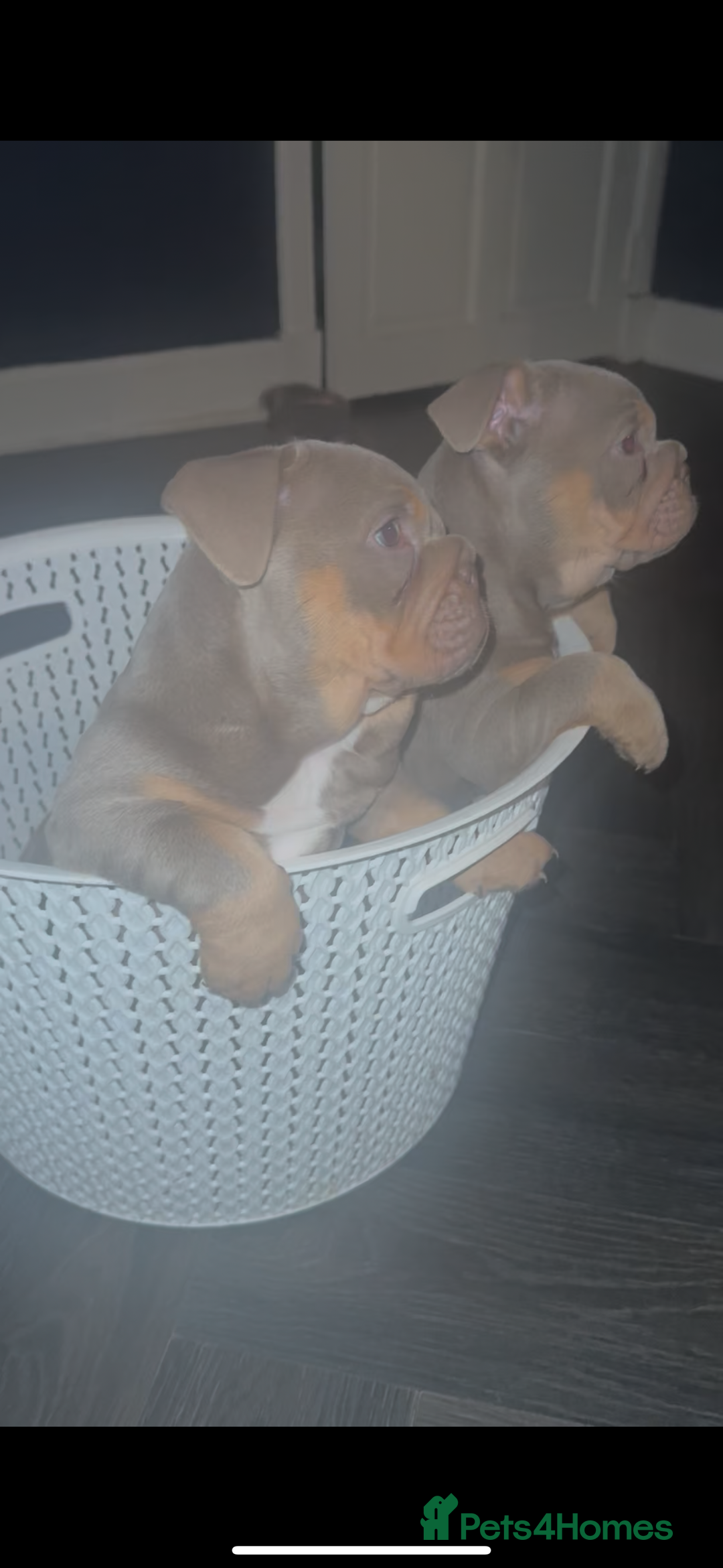 English Bulldog dogs for sale: 2 Lilac Tri english bulldogs - Advert 1