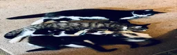 Mixed Breed cats for sale: Beautiful Kittens  in Newnham - Advert 7