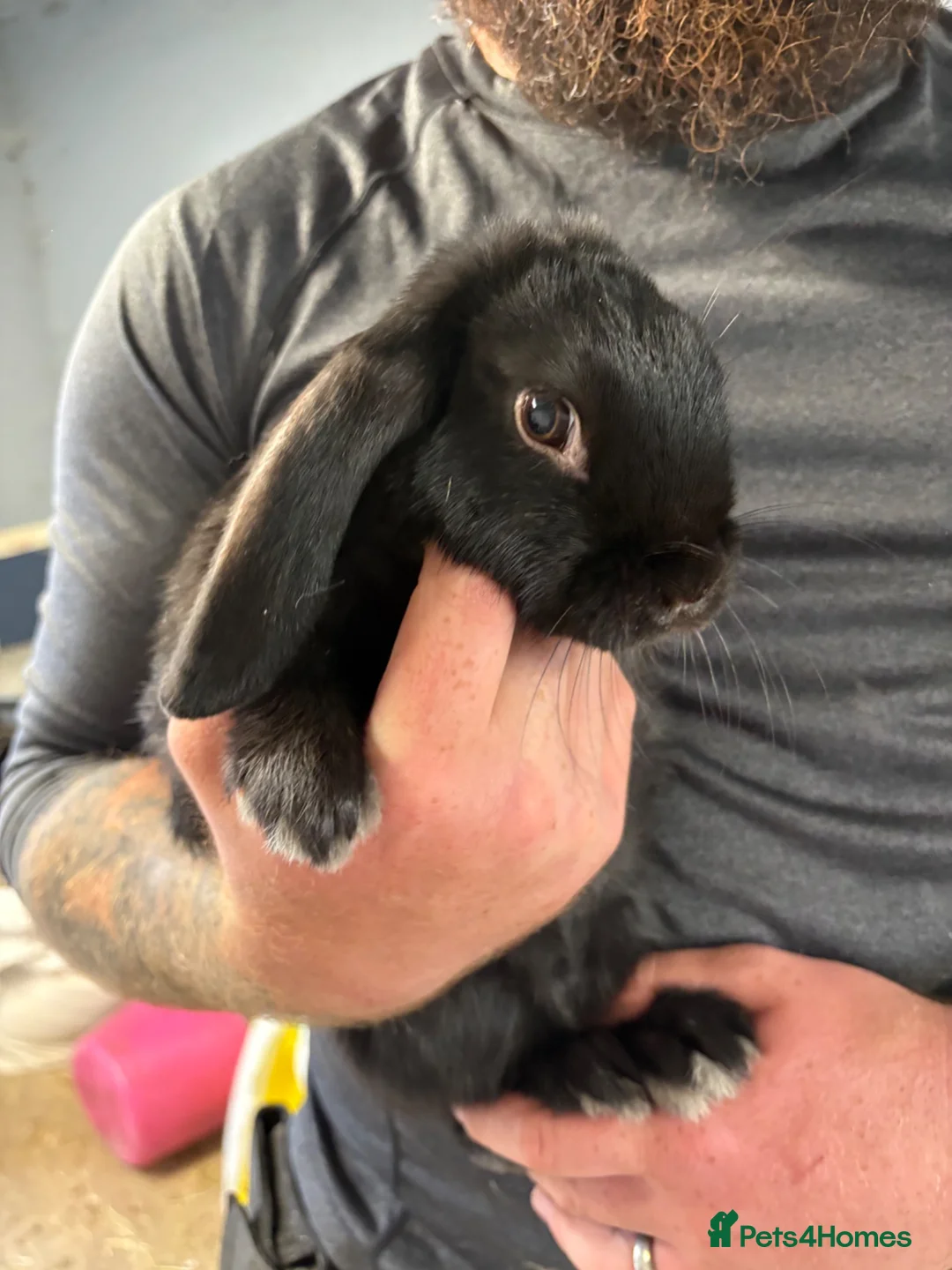French Lop rabbits for sale: Beautiful French Lop Rabbits, 13 Wks Old, £25 Each - Advert 1