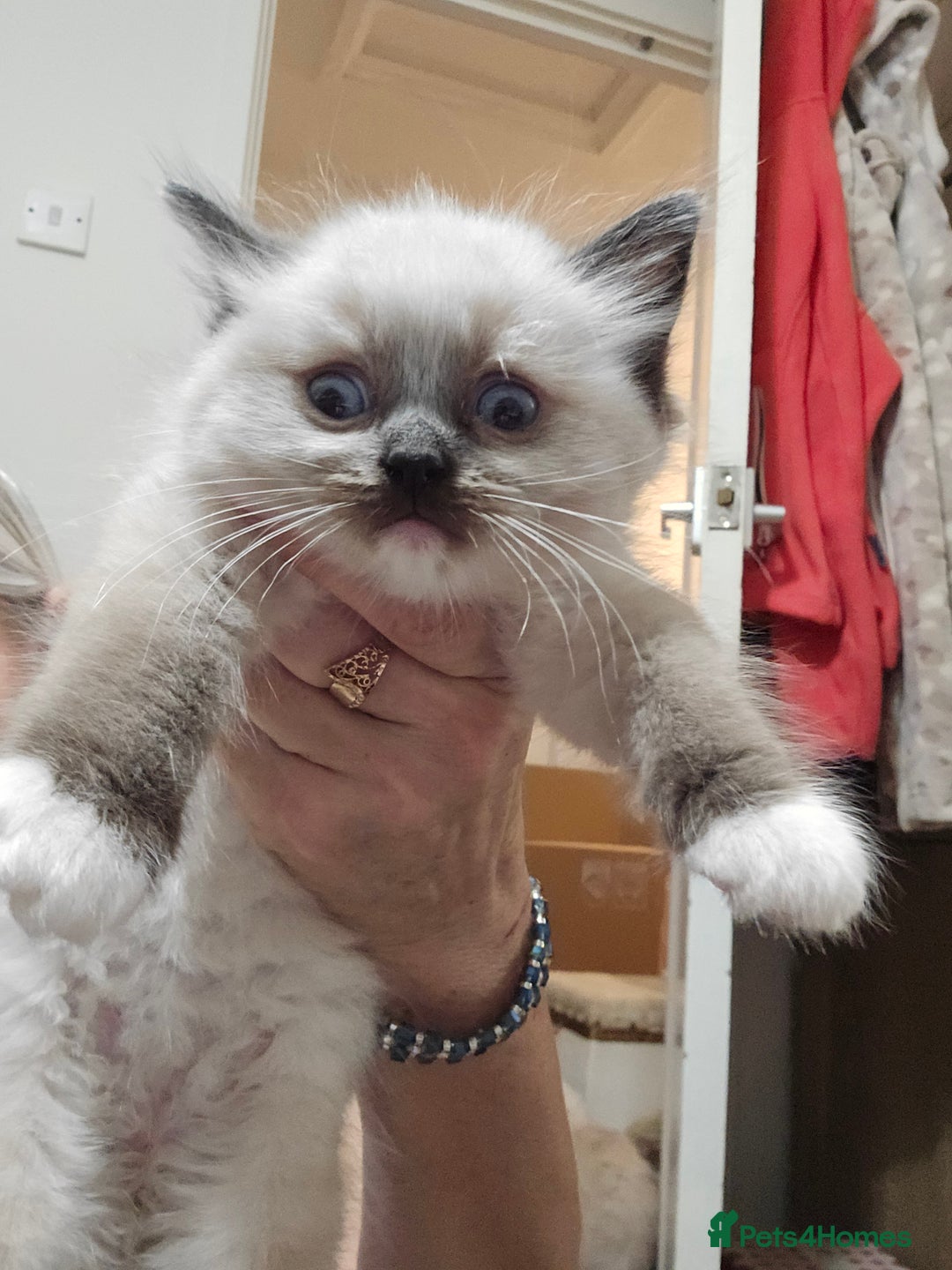 Ragdoll cats for sale: Stunning Ragdoll kittens .TICA registered  - Advert 19