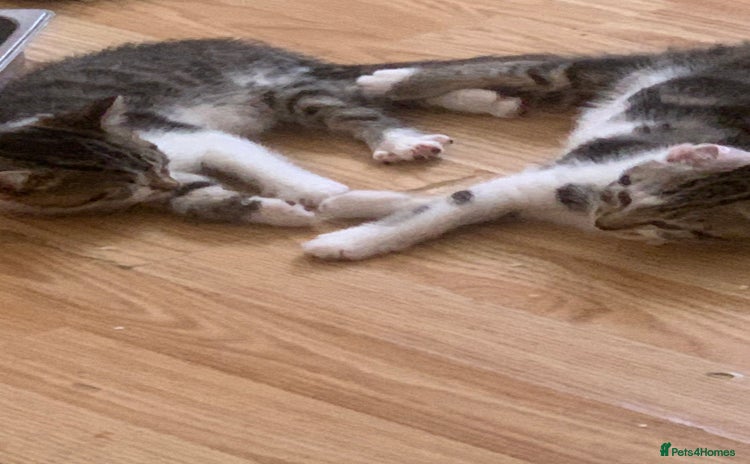 Mixed Breed cats for sale - Advert 2