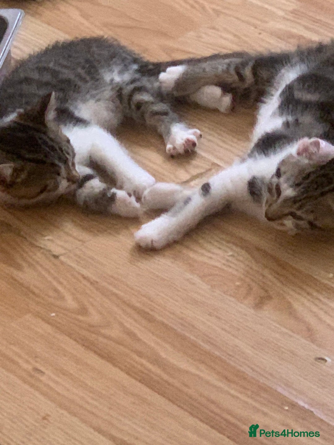 Mixed Breed cats for sale: 2 left  - Image 1