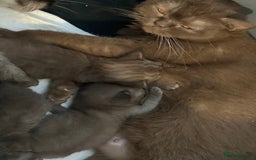 British Shorthair cats for sale: Pure cinnamon British short hair - Image 7