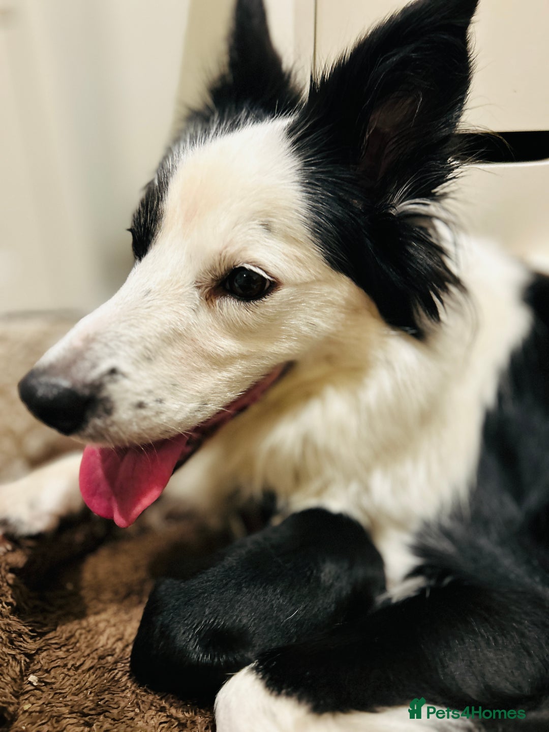 Border Collie dogs for sale: 5⭐️breeder KC DNA tested champions border collie  - Advert 2