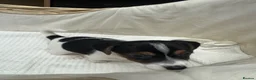 Jack Russell dogs for sale: Full Jack tussle pups  in Middlesbrough - Advert 17