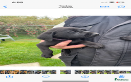 Labrador Retriever dogs for sale: Fox Red/ black Labrador puppies  - Image 2