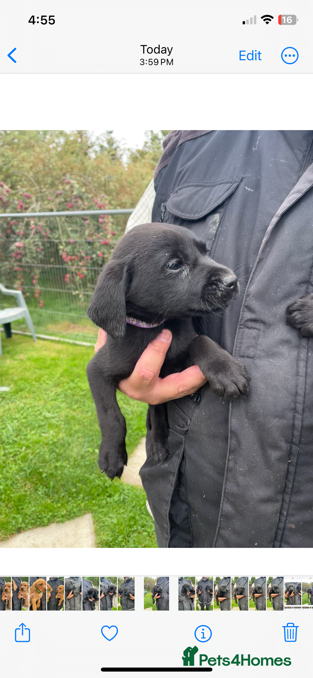 Labrador Retriever dogs for sale: Fox Red/ black Labrador puppies  - Image 2